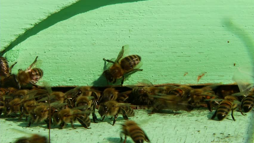 Nature Apiary. Bee-garden.
