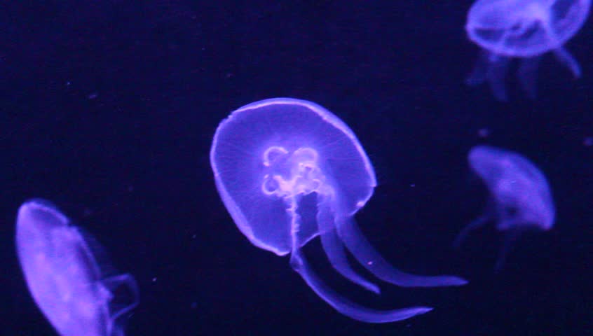 Moon Jellyfish, saucer jelly, common jellyfish