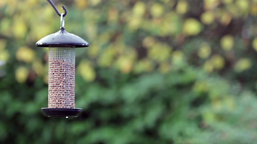 Blue tit feeding on peanuts from bird feeder.