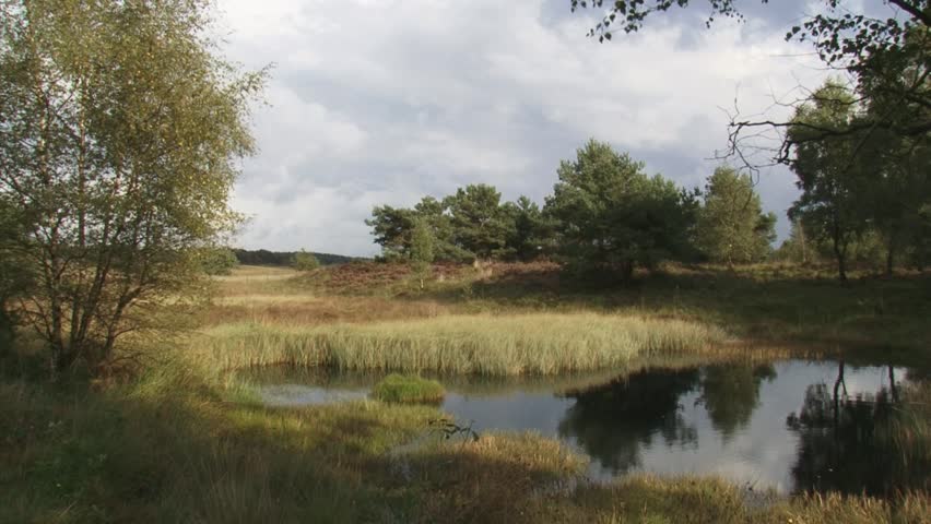 Shallow puddle in Veluwe landscape with autumn sunlight. The Veluwe is the largest push moraine complex in the Netherlands.