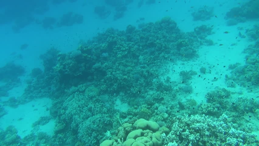 coral forest 02