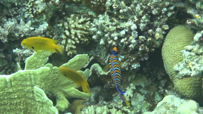 royal angelfish