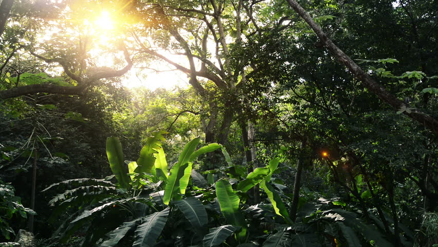 In green solar jungles of Central America