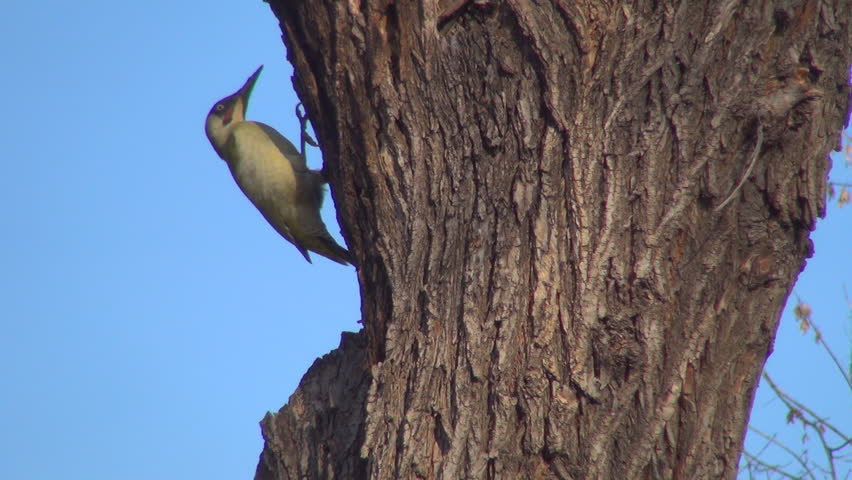 Woodpecker