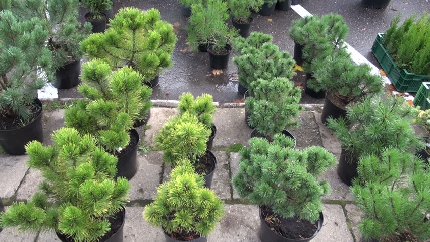 pine seedlings in autumn agriculture market