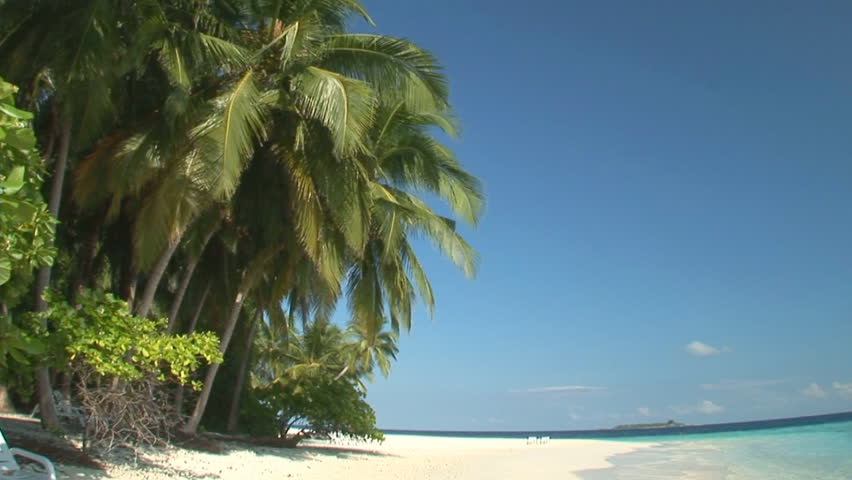 beautiful beach with palmtrees