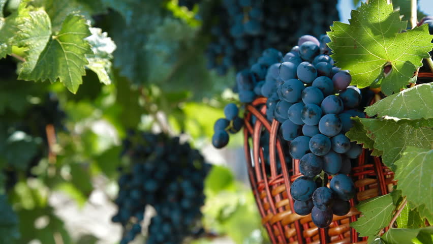 Fresh Dark Blue Grapes In Wicker Basket Against The Vine