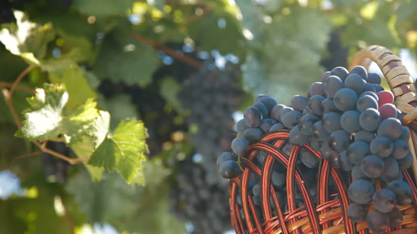 Fresh Harvest Dark Blue Grapes In Basket Against The Vine