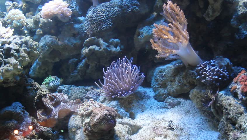 Sea anemone
