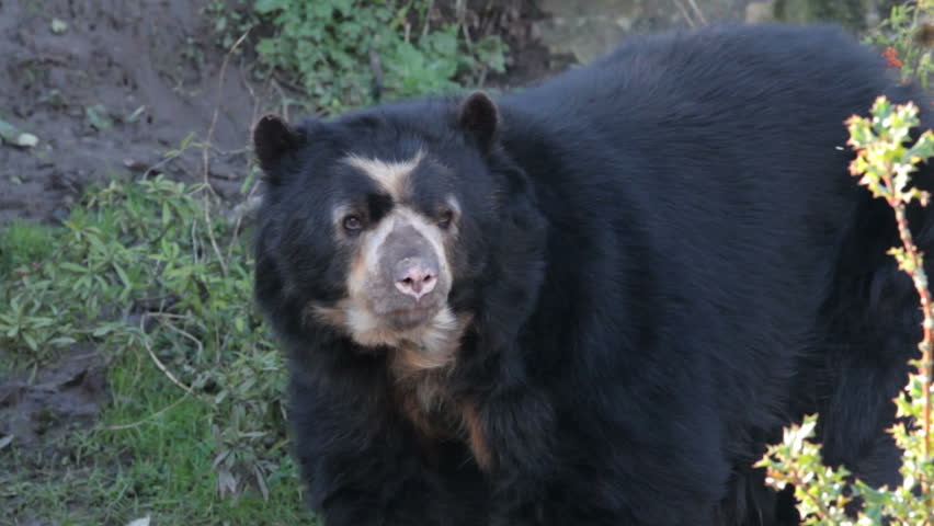 Spectacled bear in a zoo
