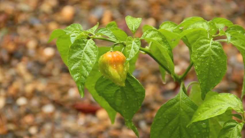 Pouring rain raining down on a habanero chilli with water droplets on the leaves.