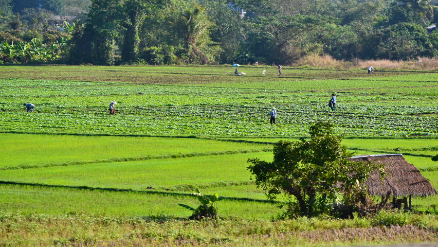 time lapse farmer plant tobacco in farm