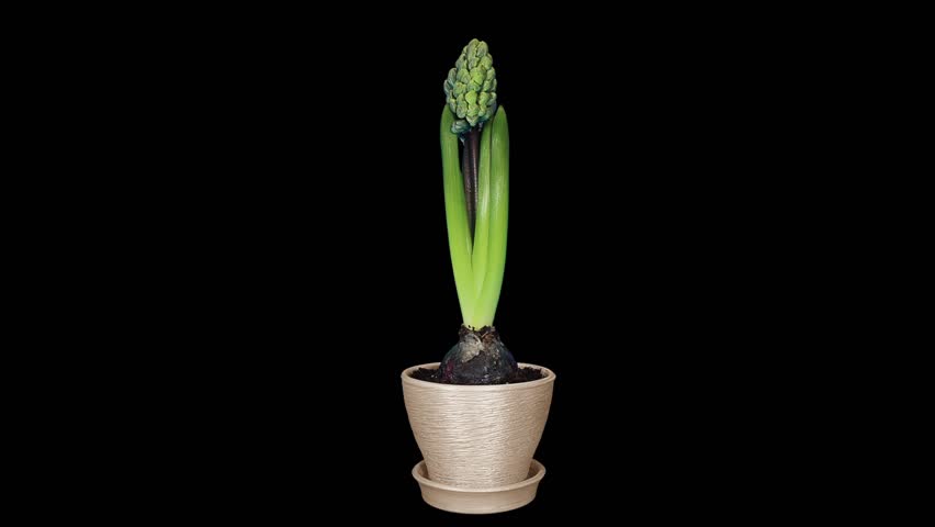 Time-lapse opening hyacinth flower buds ALPHA matte, (Hyacinthus)
