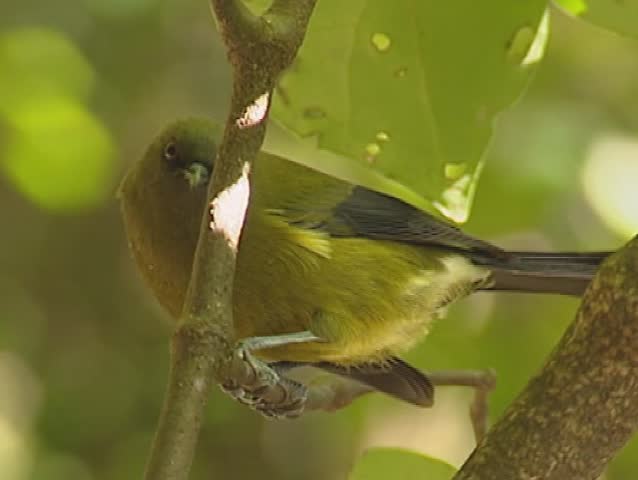 New Zealand Bellbird, Anthornis melanura, also known by its Maori names Korimako or Makomako.