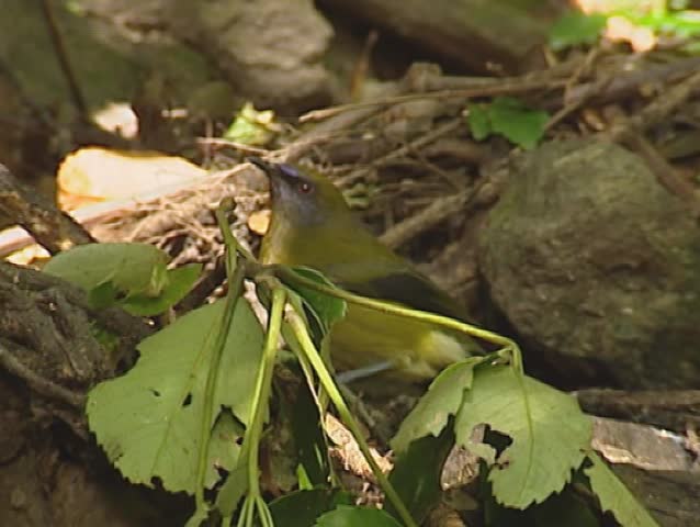 New Zealand Bellbird, Anthornis melanura, drinks from puddle.