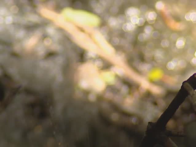 New Zealand Bellbird, Anthornis melanura, bathing in puddle.
