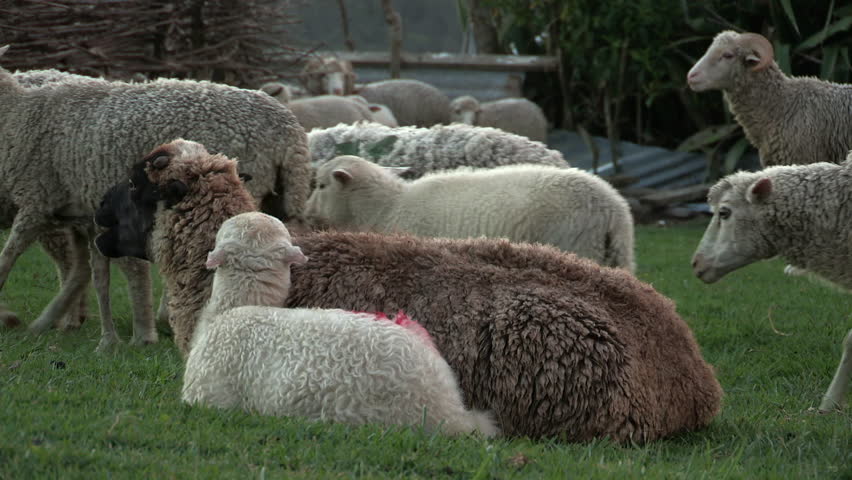 Herd of sheep walking past black sheep and lamb.
