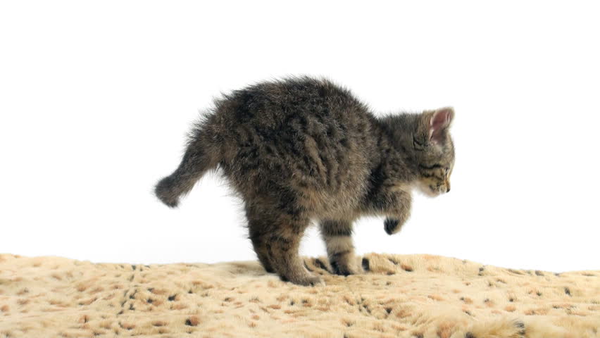 Cute tabby kitten sitting and taking a bath on an animal print blanket on white background