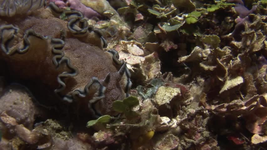 Submerged