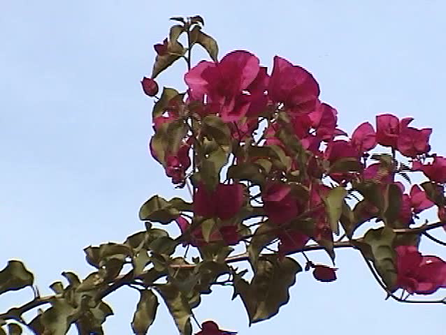 beautiful hot pink bougainvillea flowers sway in a warm spring breeze