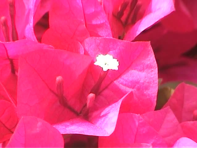 beautiful hot pink bougainvillea flowers sway in a warm spring breeze
