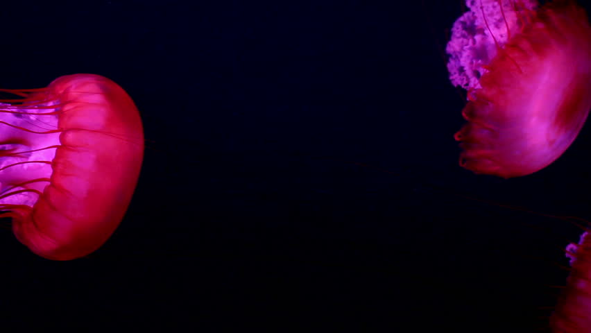 a lot of red giant jellyfish medusa in a black void, natural background
