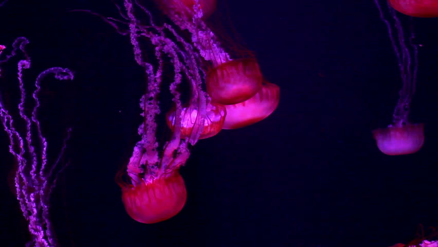 Red giant jellyfish medusa in a black void, natural background