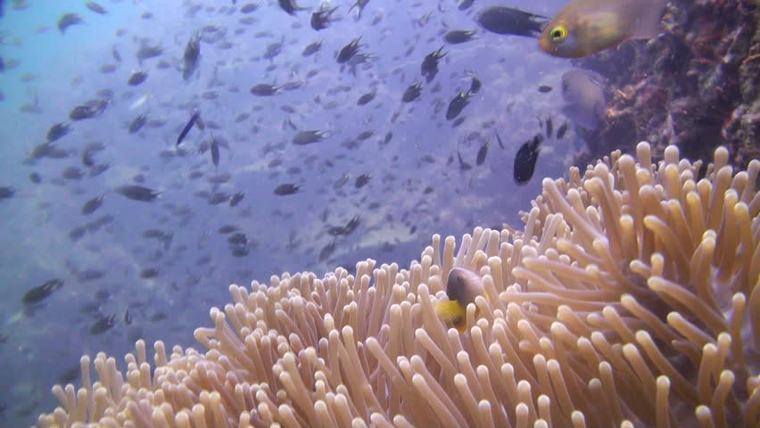 Underwater, a beautiful shot of a tropical Anemone with a pink anemone fish, Angle 2