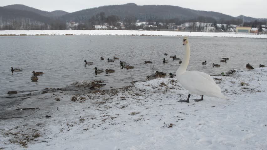 Graceful swans and ducks
