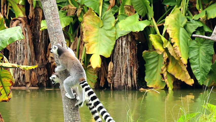 Ring-tailed Lemurs (Lemur catta) run along and play by jumping around on a branch in Madagascar. This is a large and endangered (near threatened) lemur species.
