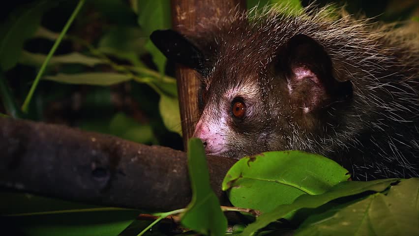 Very rare Aye-aye in a tree in the wilds of Madagascar. This is one of the most elusive nocturnal lemurs. Footage is extremely rare.