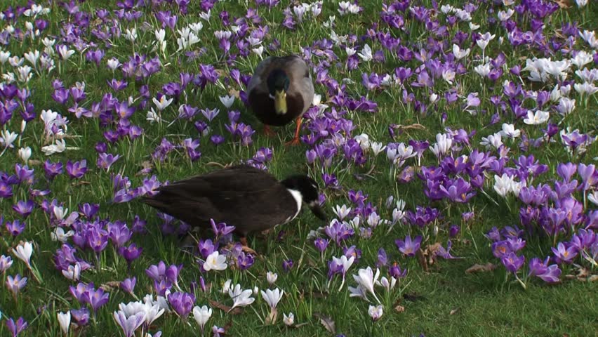 Mallards  (anas platyrhynchos)  in crocus field