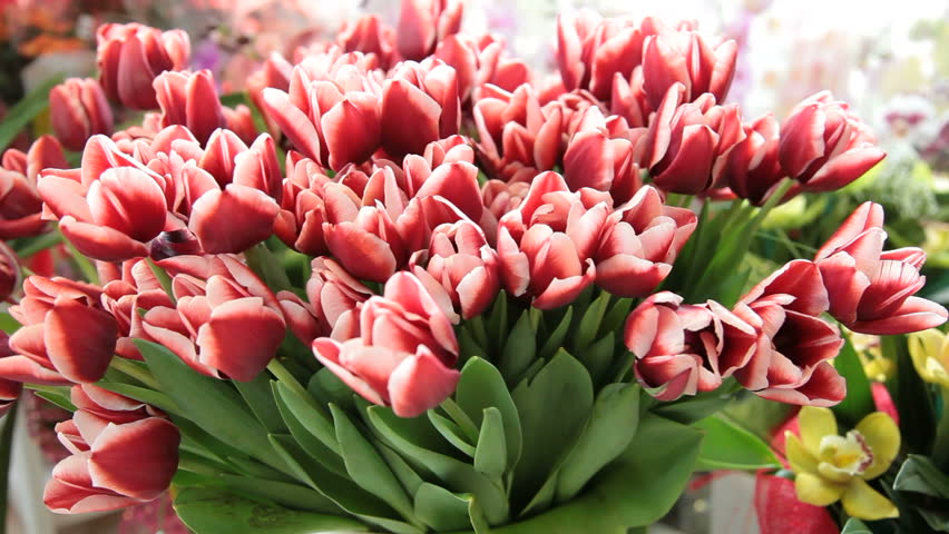 Tulips and orchids arrangements in florist shop tracking shot, closeup 