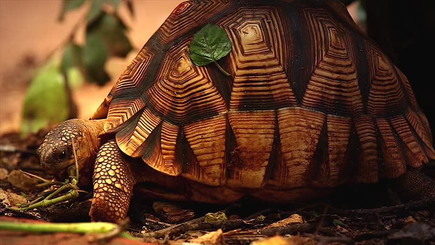 Angonoka or Ploughshare tortoise eating (feeding on grass) in Madagascar. This is the most critically endangered tortoise in the world (~500 left in the wild). Extinction predicted in 10 years.