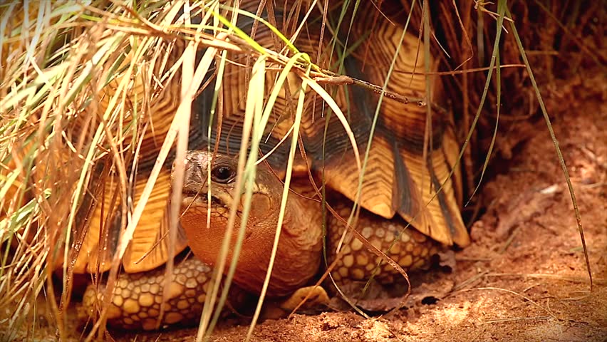 Angonoka or Ploughshare tortoise hiding in grass in Madagascar. This is the most critically endangered tortoise in the world (~500 left in the wild). Extinction predicted in 10 years. Zoology, Biology