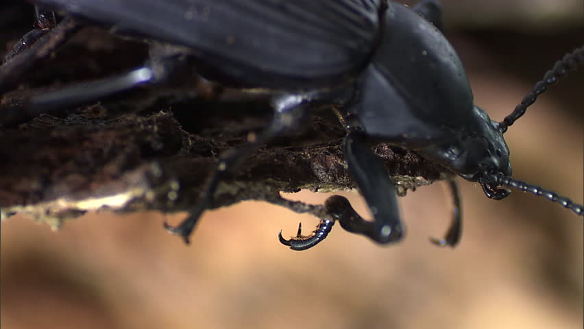 Shiny black beetle burrowing in rotten wood