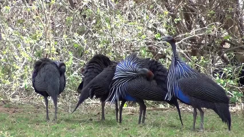 Guinea fowl (Numididae)