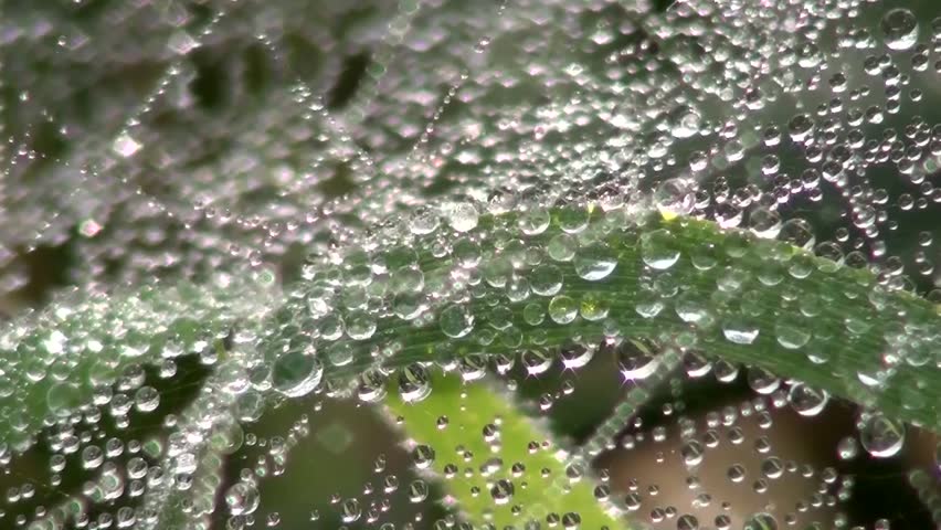 Spider web with dew drops