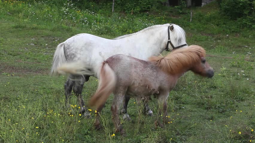 Two Ponies grazing - Nanos mountain, Slovenia