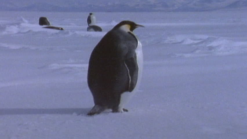 Emperor penguins
