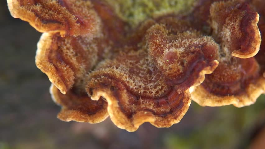 Tree fungus