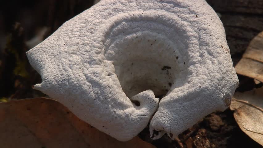 Tree fungus