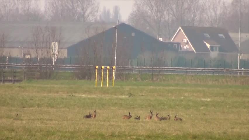 Hares (Lepus europaeus)