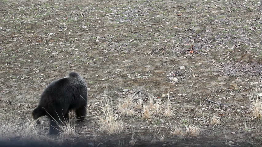 Brown bear walking alone