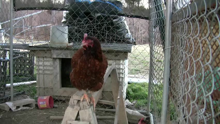 Chicken in a Chicken Coop with Sound