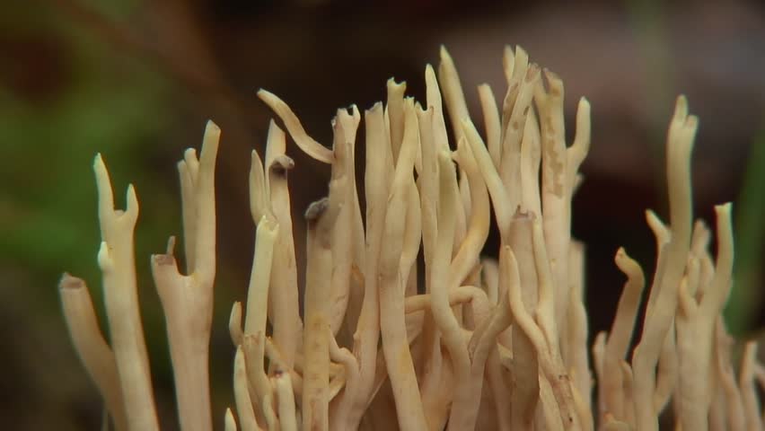 Coral fungus