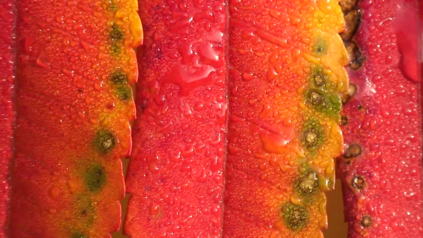 Sumac