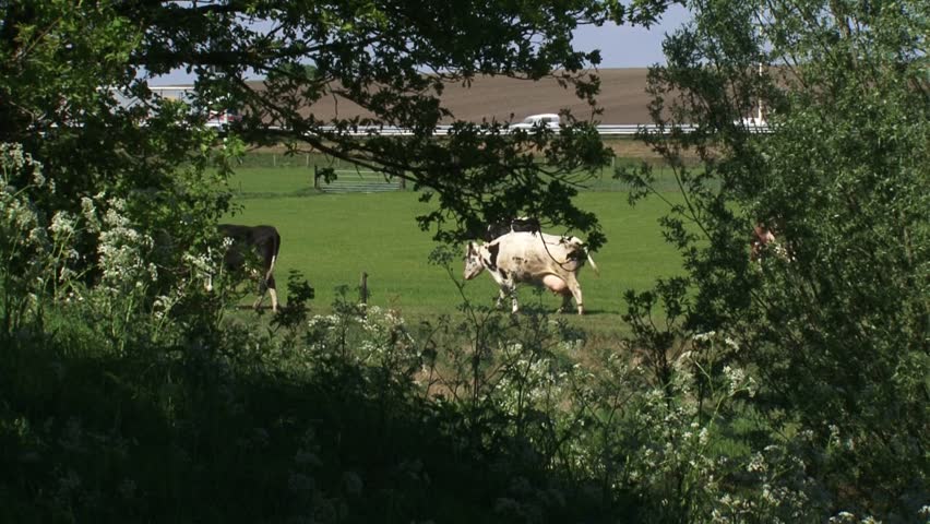 Dutch cattle in pasture with highway in background. Holsteins have distinctive markings and outstanding milk production.