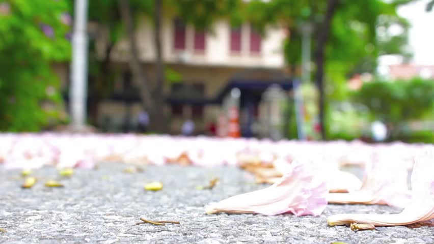Pink trumpet flowers falling from tree