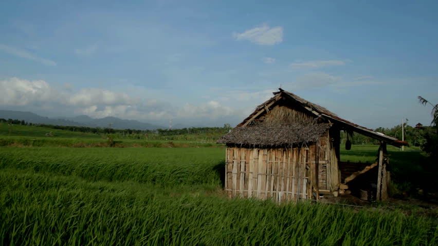 wooden shack in a rice field